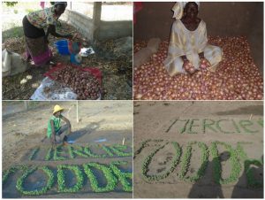 AGRICULTURE-MARAICHAGE 04