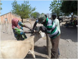 DIAPORAMA AGRICULTURE ELEVAGE 08